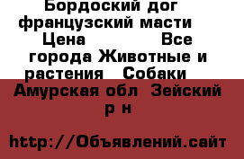 Бордоский дог ( французский масти)  › Цена ­ 50 000 - Все города Животные и растения » Собаки   . Амурская обл.,Зейский р-н